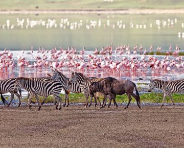 2 Days Lake Manyara & Ngorongoro Crater Safari