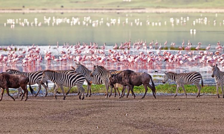 2 Days Lake Manyara & Ngorongoro Crater Safari