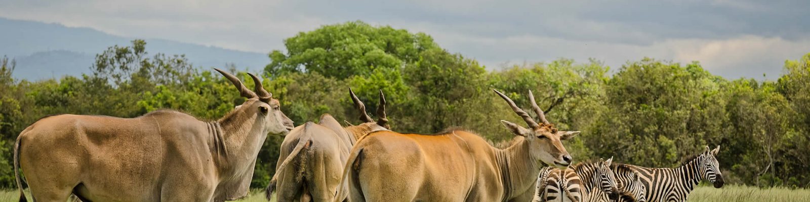 3 Days Aberdare Wildlife Safari in Kenya