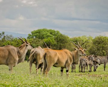 3 Days Aberdare Wildlife Safari in Kenya