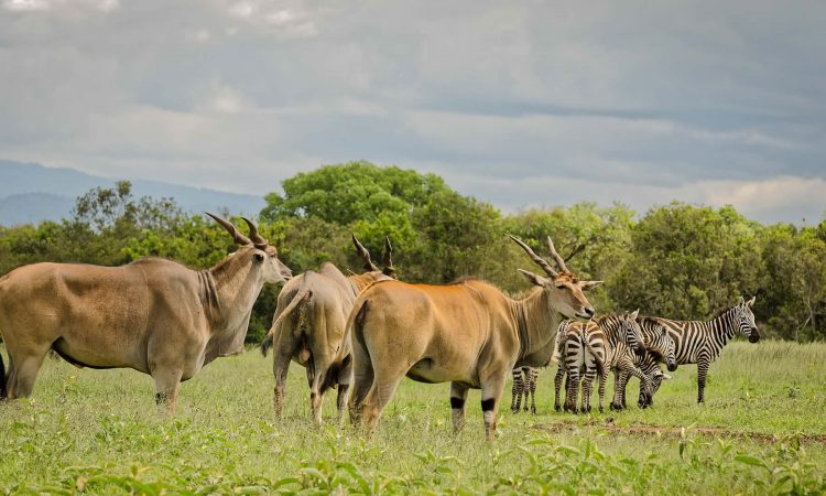 3 Days Aberdare Wildlife Safari in Kenya