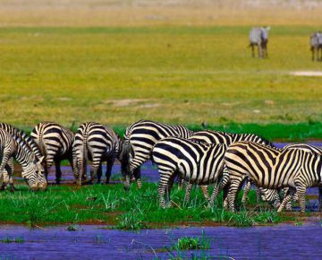 3 Days Amboseli Wildlife Safari Kenya