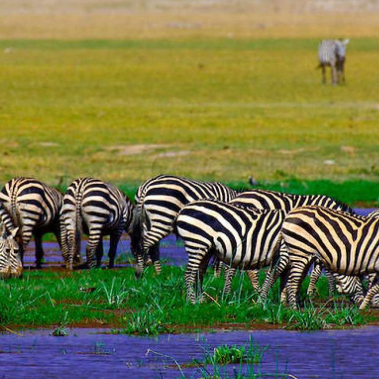 3 Days Amboseli Wildlife Safari Kenya