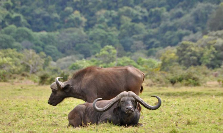 Kidepo National Park