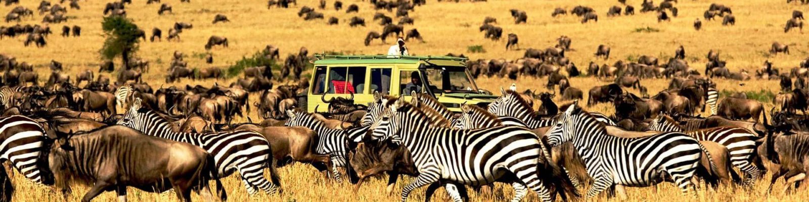 3 Days Serengeti Budget Safari