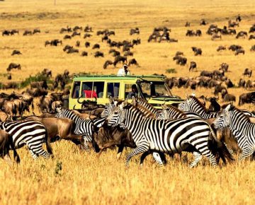 3 Days Serengeti Budget Safari