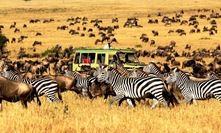 3 Days Serengeti Budget Safari