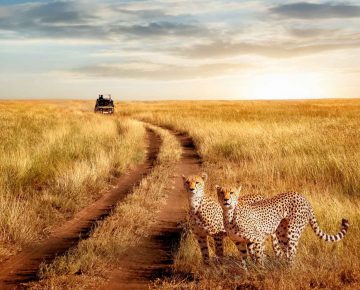 3 Days Serengeti Flying Safari