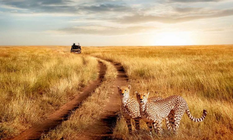 3 Days Serengeti Flying Safari