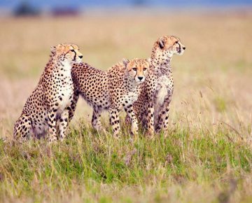 3 Days Serengeti & Ngorongoro Wildlife Safari