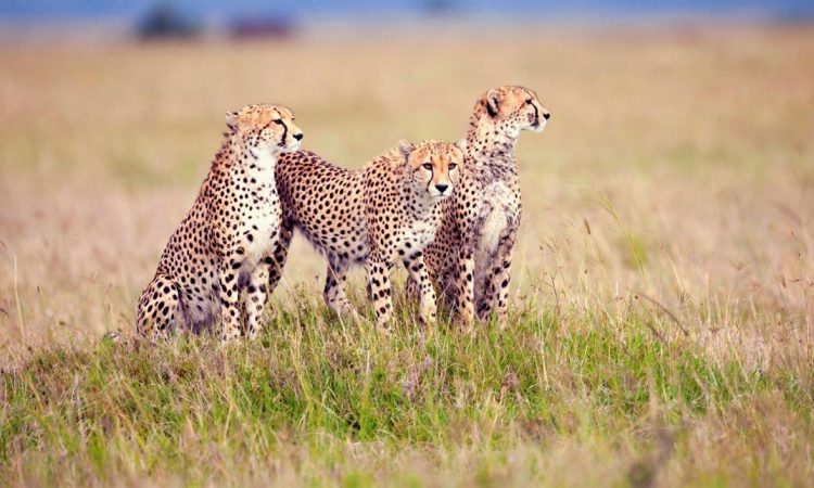 3 Days Serengeti & Ngorongoro Wildlife Safari