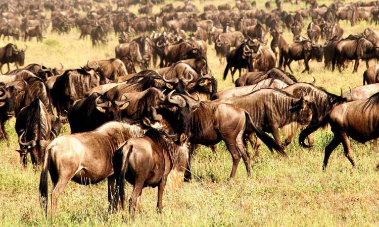 3 Days Serengeti Wildebeest Migration Safari