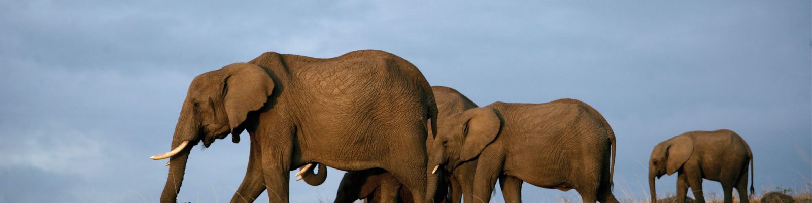 3 Days Tsavo Wildlife Safari