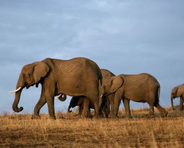 3 Days Tsavo Wildlife Safari