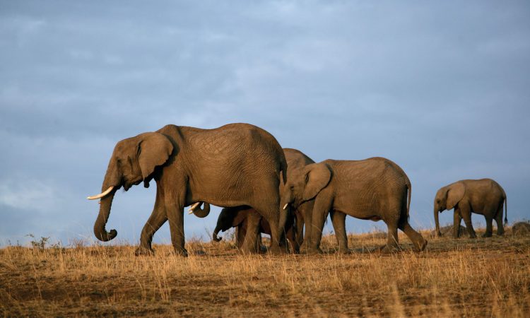 3 Days Tsavo Wildlife Safari