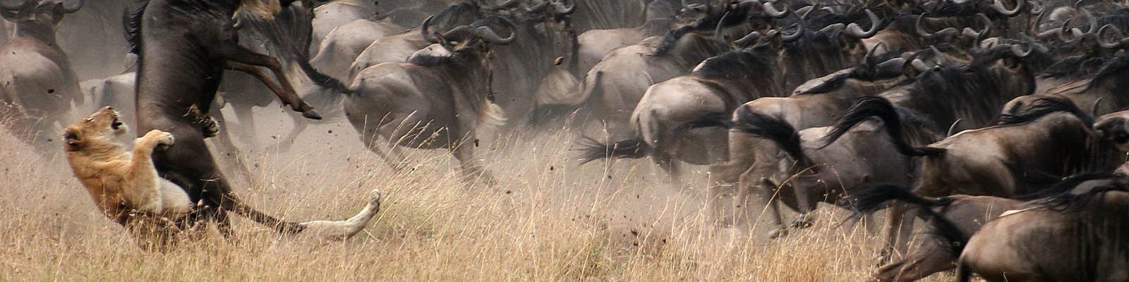 4 Days Maasai Mara Wildlife Safari