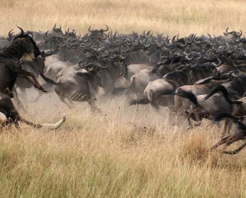 4 Days Maasai Mara Wildlife Safari