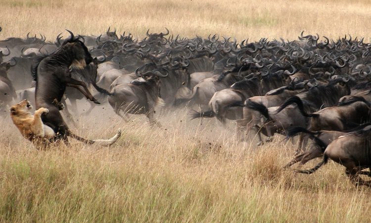 4 Days Maasai Mara Wildlife Safari