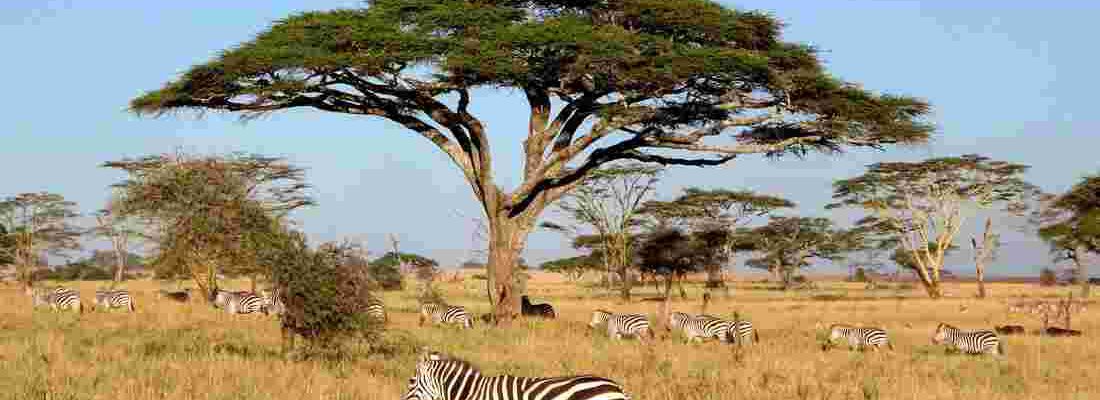4 Days Serengeti Wildlife Safari