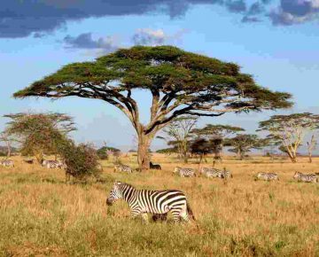 4 Days Serengeti Wildlife Safari