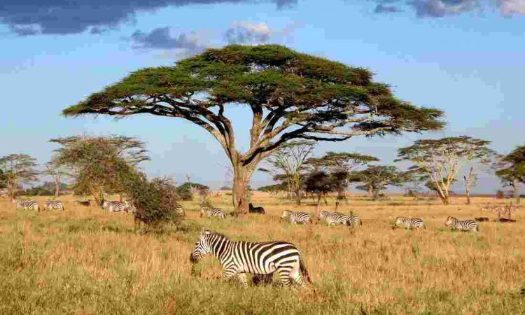 4 Days Serengeti Wildlife Safari
