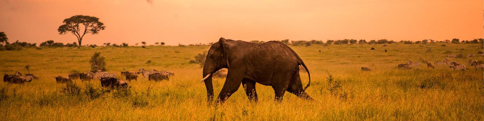 4 Days Tanzania Wildlife Safari