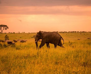4 Days Tanzania Wildlife Safari