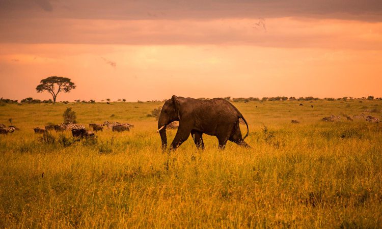 4 Days Tanzania Wildlife Safari