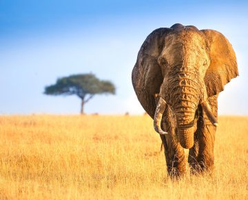 6 Days Kenya Wildlife Safari Holiday