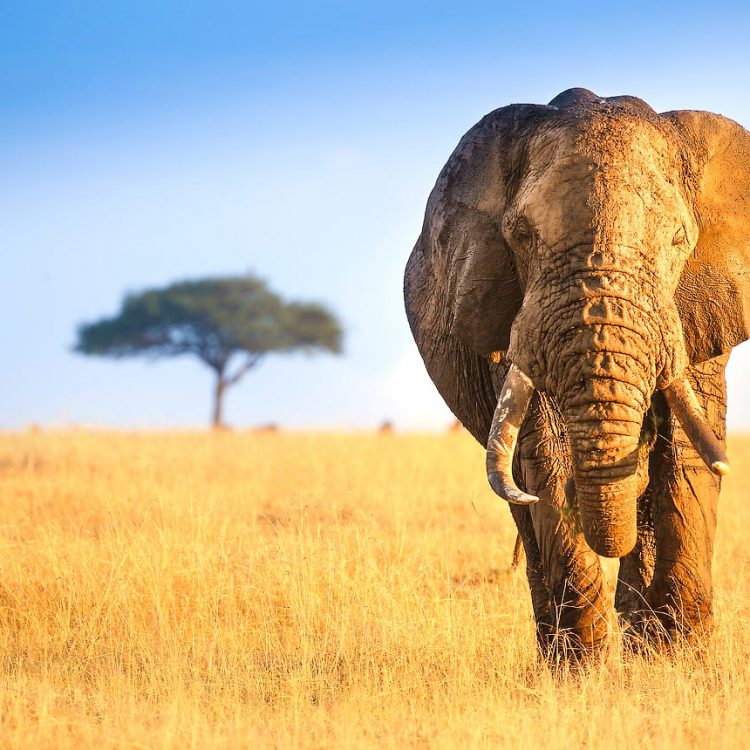 6 Days Kenya Wildlife Safari Holiday