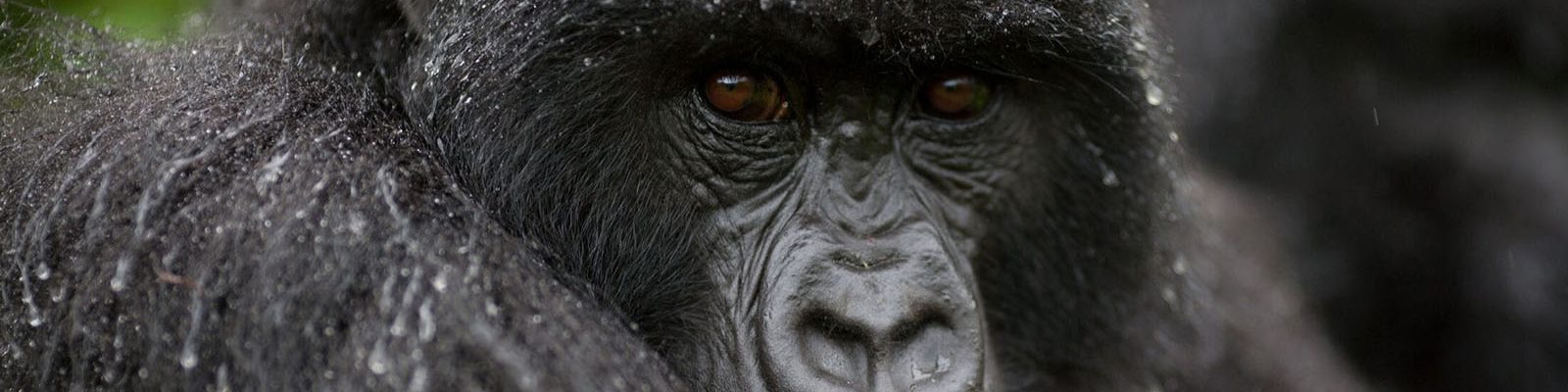 Gorilla Trekking Packing List