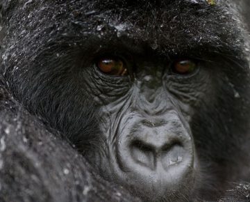 Gorilla Trekking Packing List