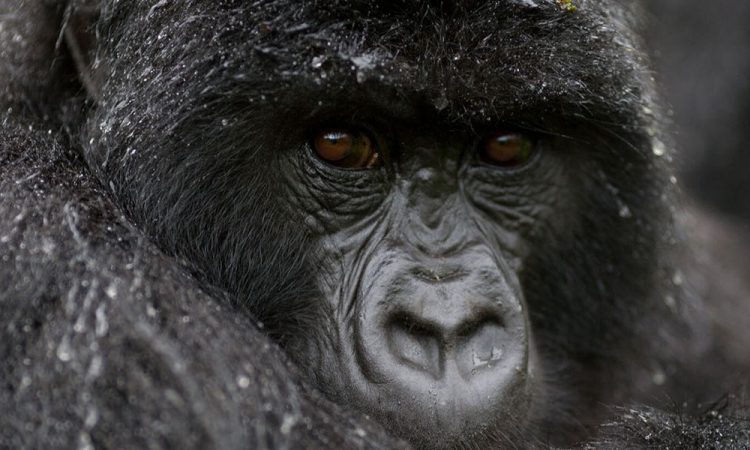 Gorilla Trekking Packing List