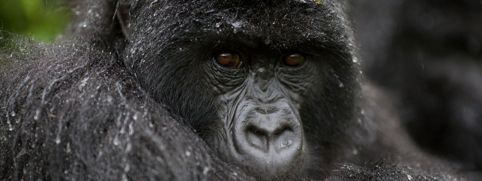 Gorilla Trekking Packing List