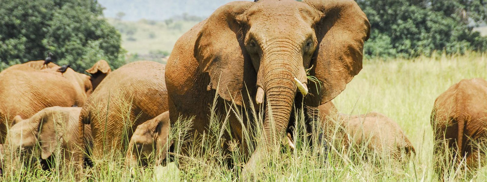 Budget Safaris