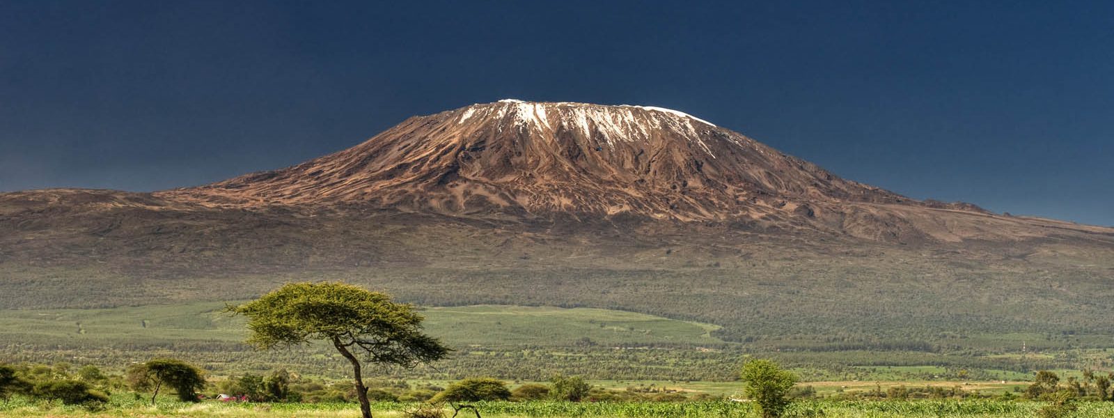Gorilla Trekking from Arusha