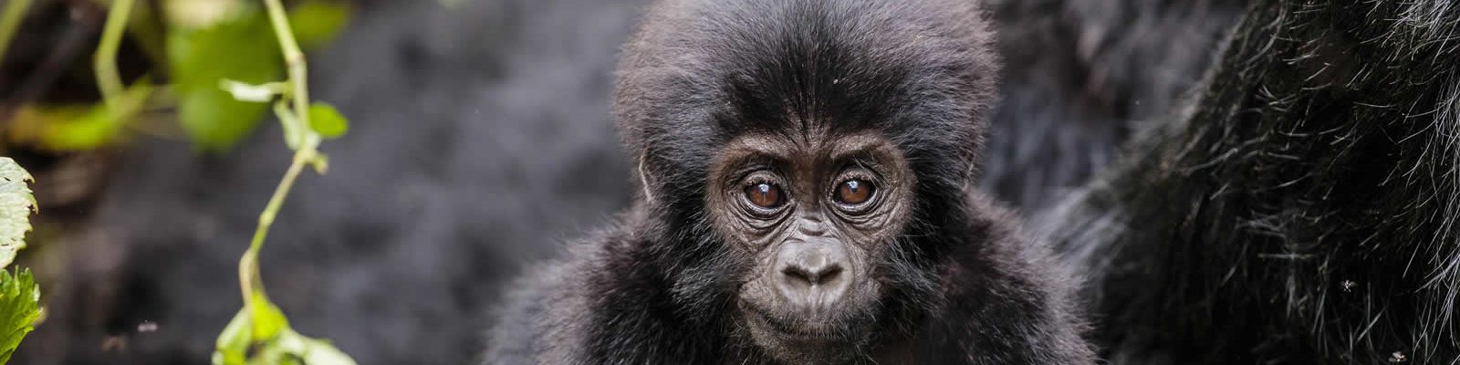 Rwanda Gorilla families