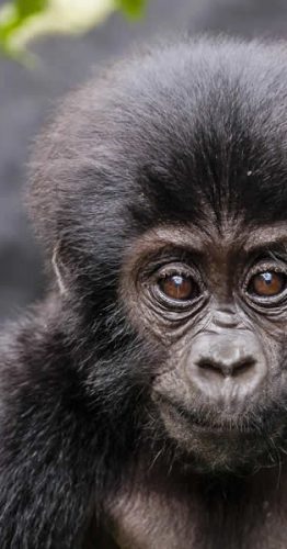 Rwanda Gorilla families