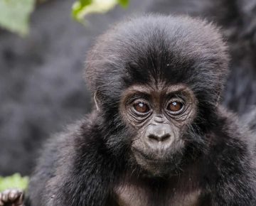 Rwanda Gorilla families