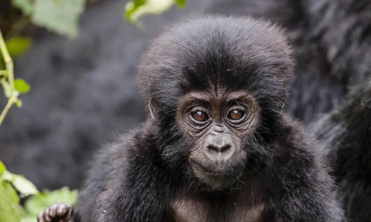 Rwanda Gorilla families