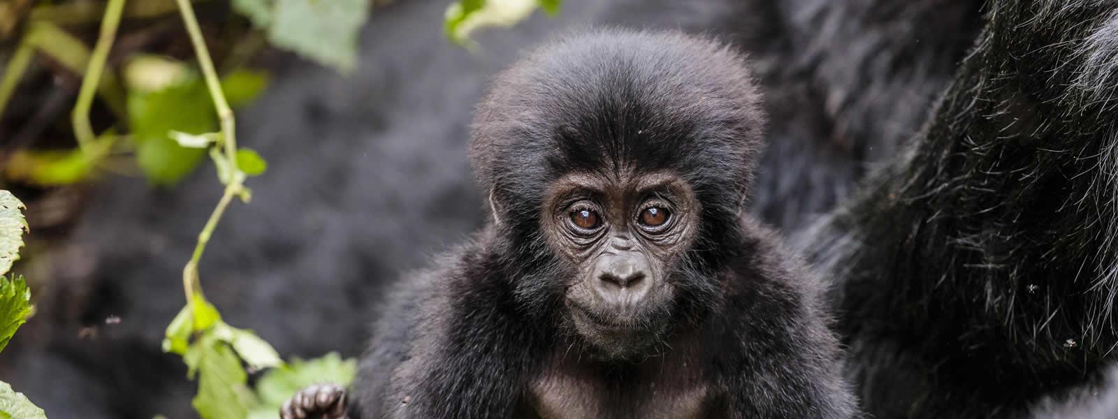Rwanda Gorilla families