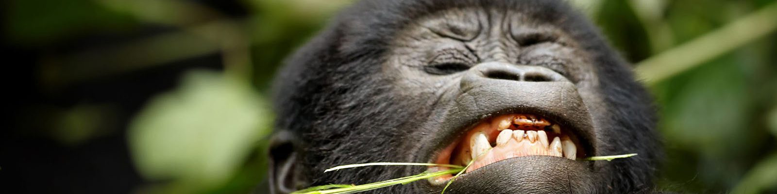 10 Days African Gorilla Trekking Circuit