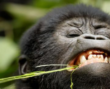10 Days African Gorilla Trekking Circuit