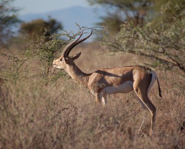 10 Days Best of Kenya Safari