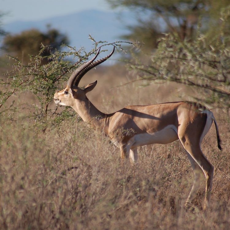 10 Days Best of Kenya Safari