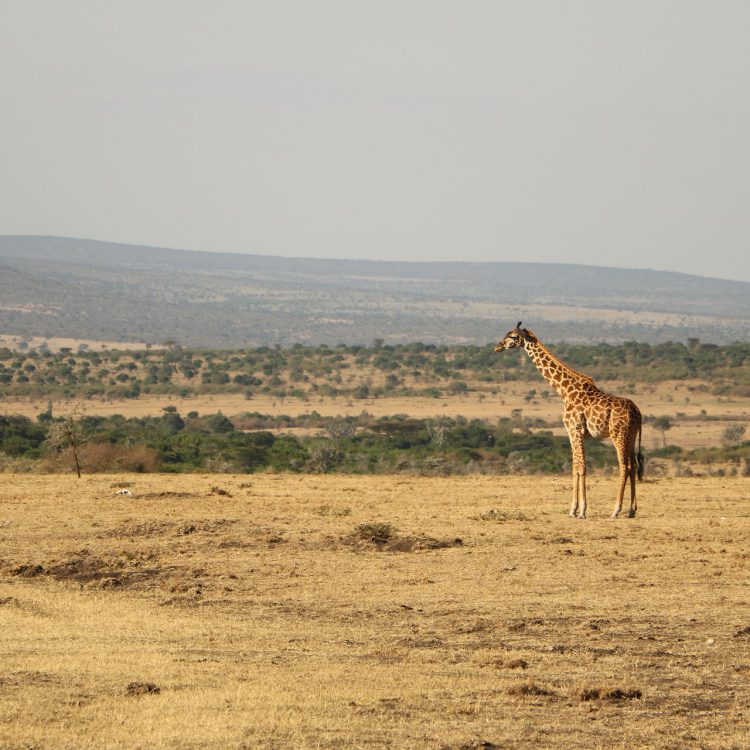 10 Days Best of Tanzania Safari Tour