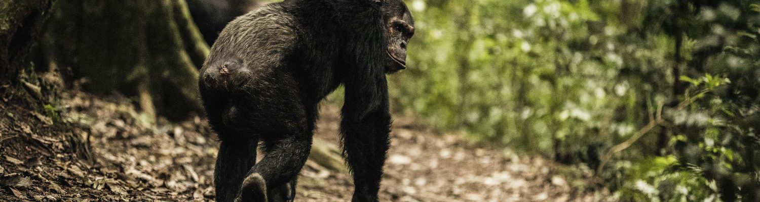 10 Days Rwanda Primates & Masai Mara Safari