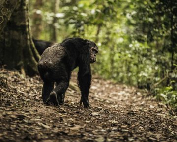 10 Days Rwanda Primates & Masai Mara Safari