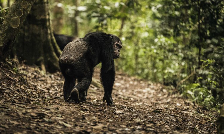 10 Days Rwanda Primates & Masai Mara Safari