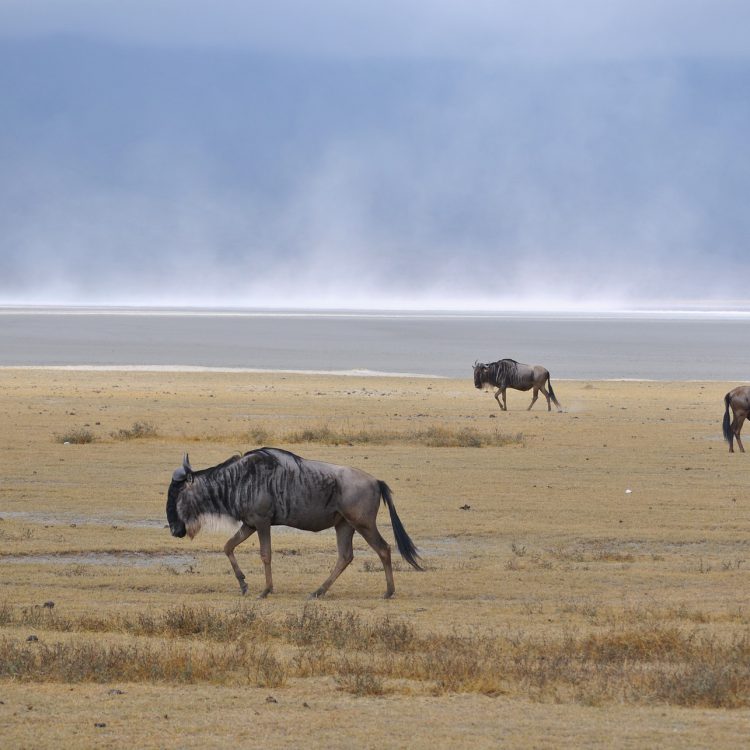10 Days Rwanda Primates & Ngorongoro Crater Safari